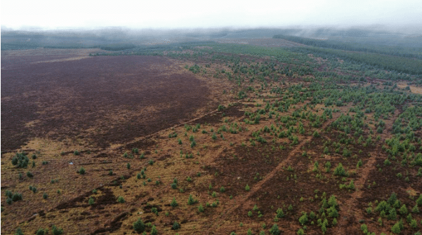 mire restoration